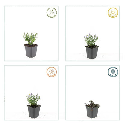 "20x Premium Herbstaster 'Prof. Anton Kippenberg' von Pflanzfix24.de - ↕10-25cm - Ø9cm" - Pflanzfix24.de