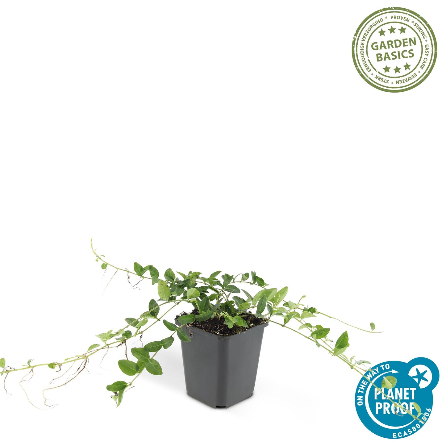 12x Vinca minor 'Alba' – Weißer Bodendecker | Pflanzfix24.de - Pflanzfix24.de