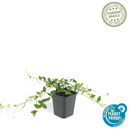 12x Vinca minor 'Alba' – Weißer Bodendecker | Pflanzfix24.de - Pflanzfix24.de