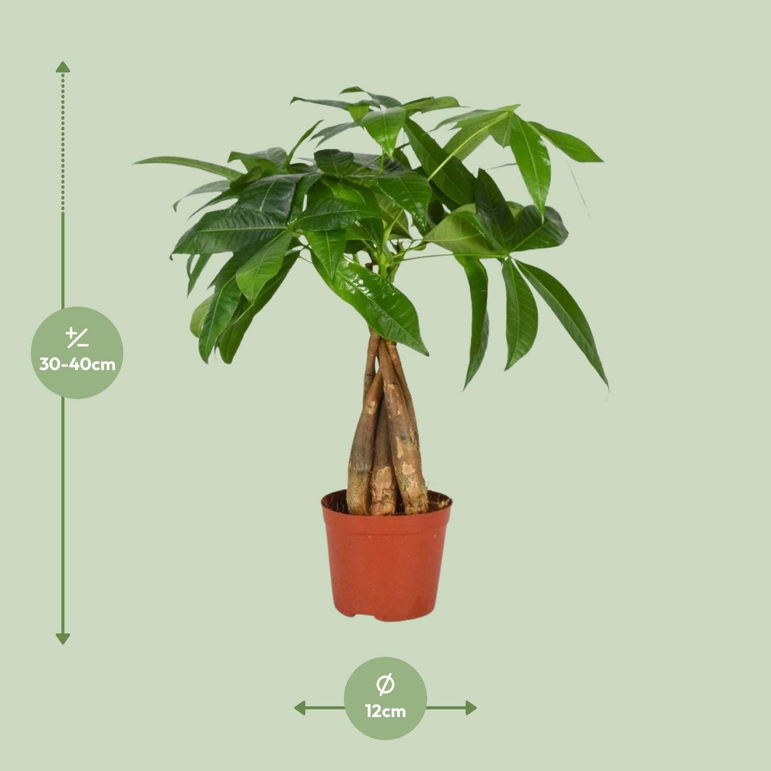 Pachira Aquatica Ø12cm | Zimmerpflanze bei Pflanzfix24.de - Pflanzfix24.de