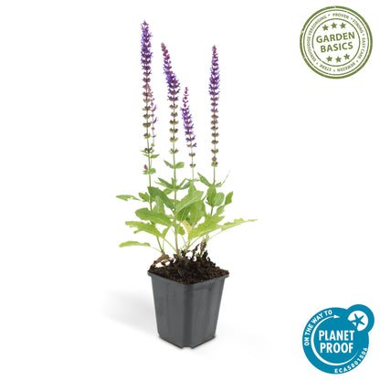 40x Salvia nemorosa 'Ostfriesland' lila Blütenstaude | Pflanzfix24