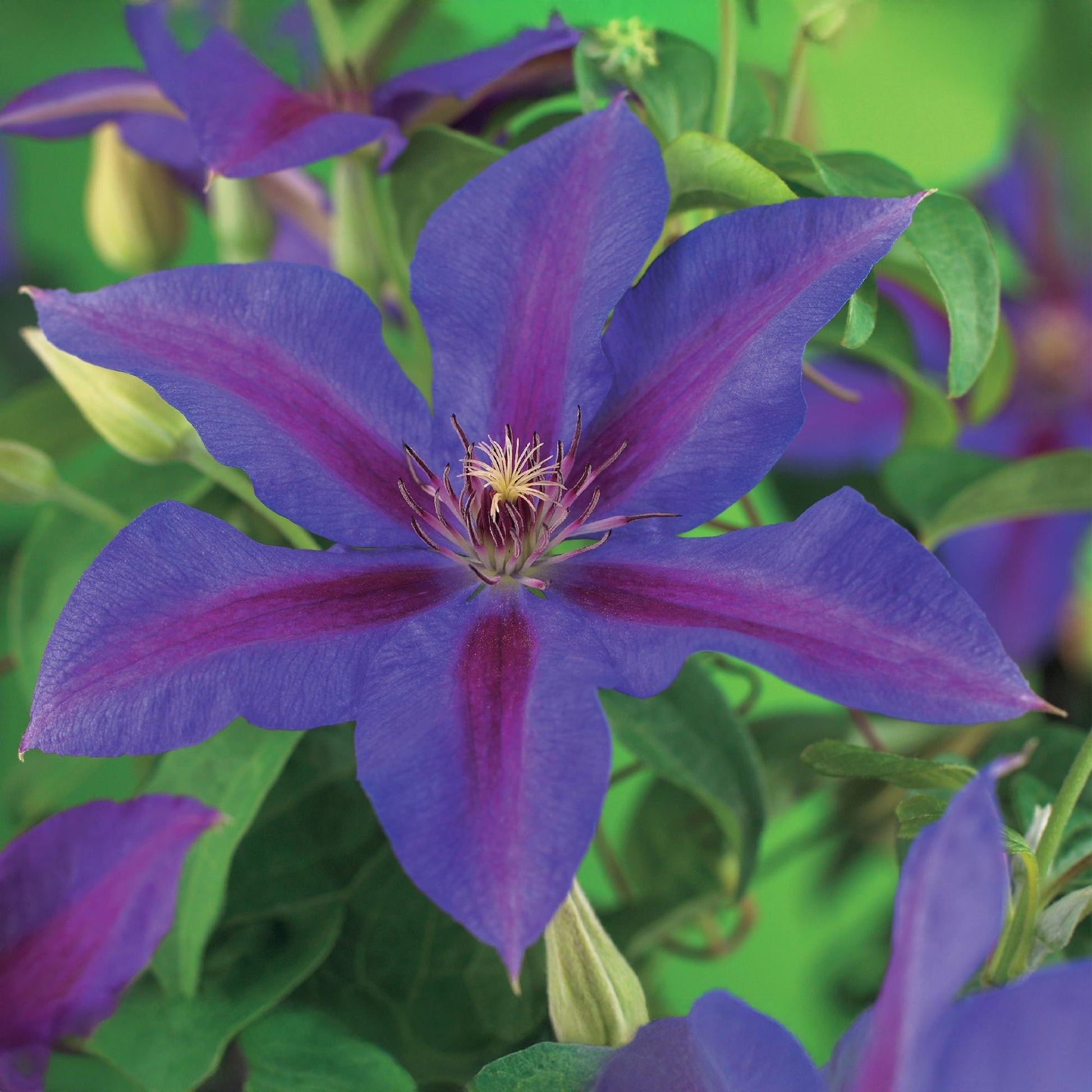 Pflanzfix24.de - Clematis Mrs. N. Thompson - 2 Pflanzen - Topf 11cm - Pflanzfix24.de