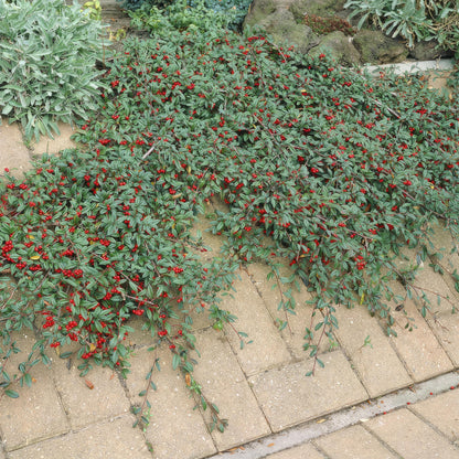 20x Cotoneaster dammeri 'Major' | Pflanzfix24.de - Pflanzfix24.de