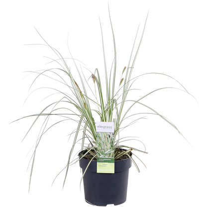 3x Carex hachijoensis 'Evergold' - 30cm - Ø14 - Pflanzfix24
