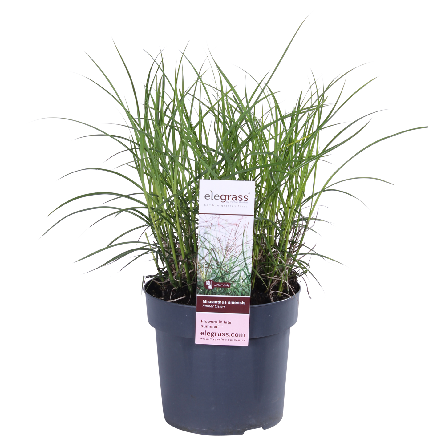 Miscanthus sinensis Ferner Osten - Ø19cm - ↕50cm - Pflanzfix24