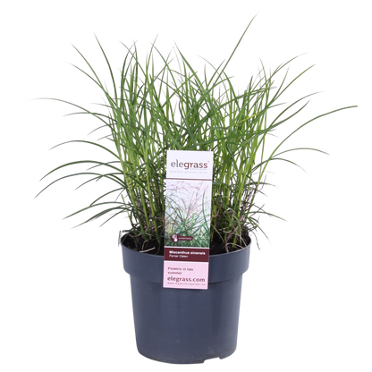 Miscanthus sinensis Ferner Osten - Ø19cm - ↕50cm - Pflanzfix24