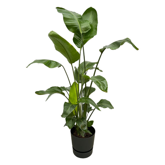 Strelitzia Nicolai mit elho Greenville Round schwarz 160 cm | Pflanzfix24.de - Pflanzfix24.de