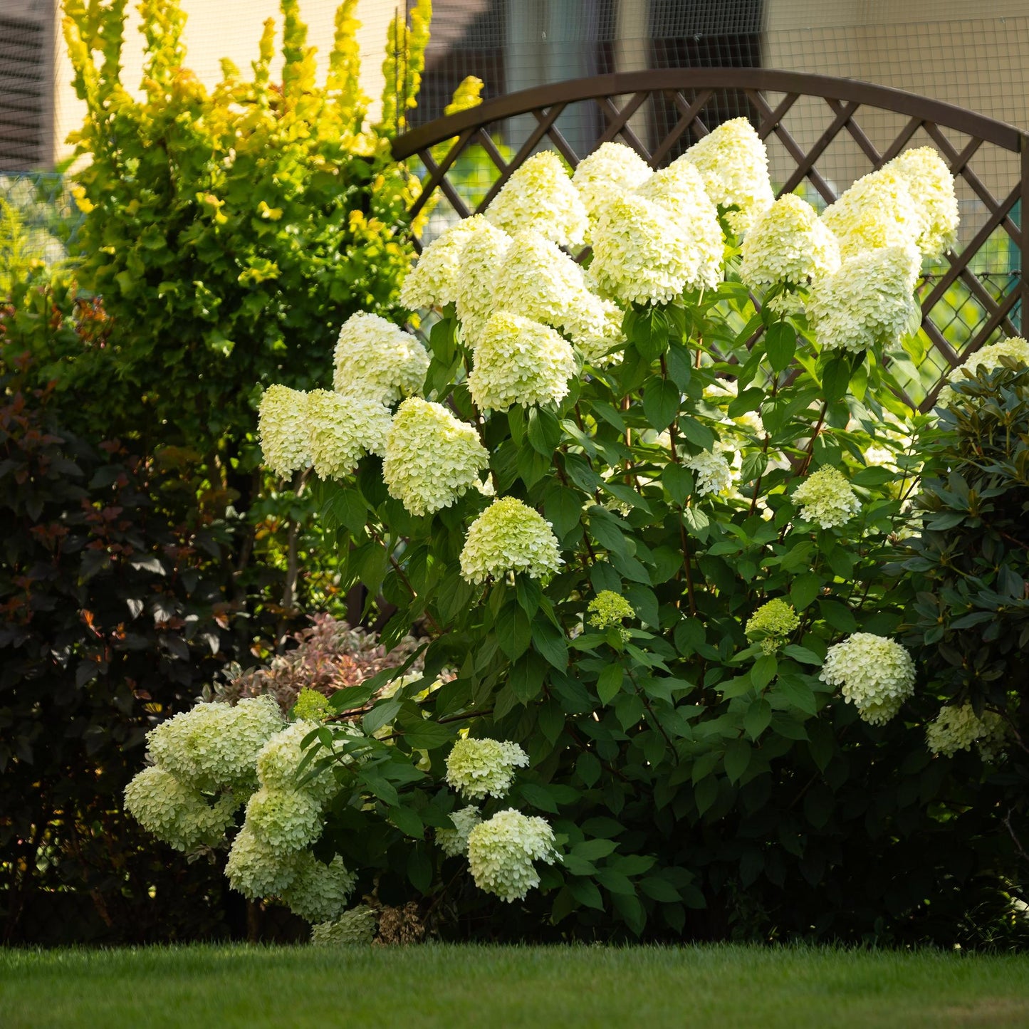 Pflanzfix24 - Rispenhortensie - Hydrangea panniculata Limelight - Blüte Creme Weiß - 3 Pflanzen
