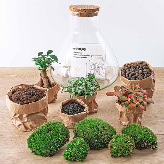 Flaschengarten - Sam XL Bonsai Set - Pflanzfix24