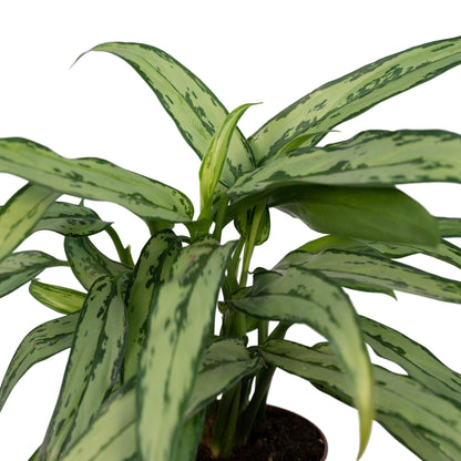 Aglaonema Cutlass - Pflanzfix24
