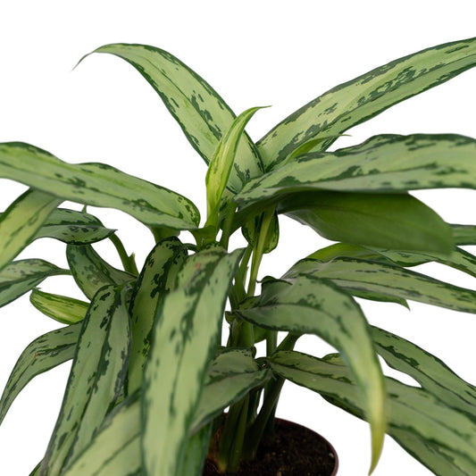 Aglaonema Cutlass - Pflanzfix24