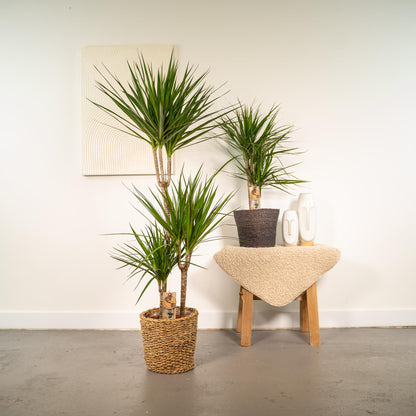 Dracaena 120cm + 70cm Set - Pflanzfix24.de - Pflanzfix24.de