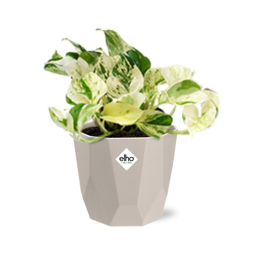 Epipremnum Pinnatum Happy Leaf in ELHO b.for rock 14 cm warm grey - Pflanzfix24