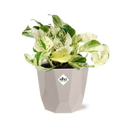 Epipremnum Pinnatum Happy Leaf in ELHO b.for rock 14 cm warm grey - Pflanzfix24