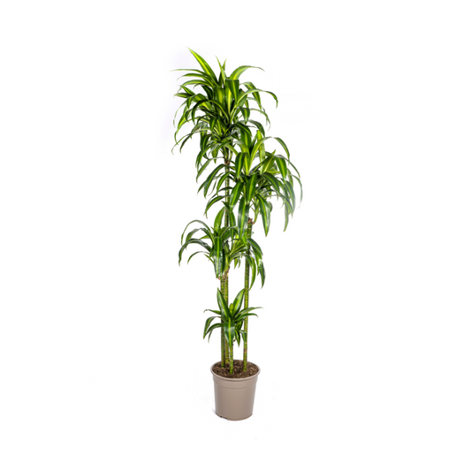 Dracaena Deremensis Hawaiian Sunshine Ø27cm – 170-190cm | Pflanzfix24