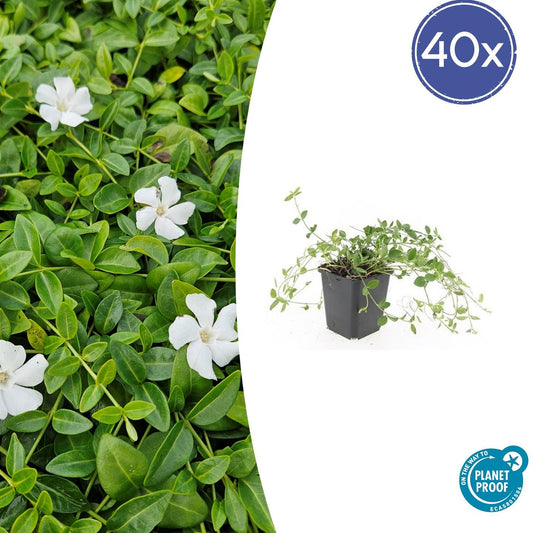 40x Vinca minor 'Gertrude Jekyll' - Pflanzfix24.de - Pflanzfix24.de