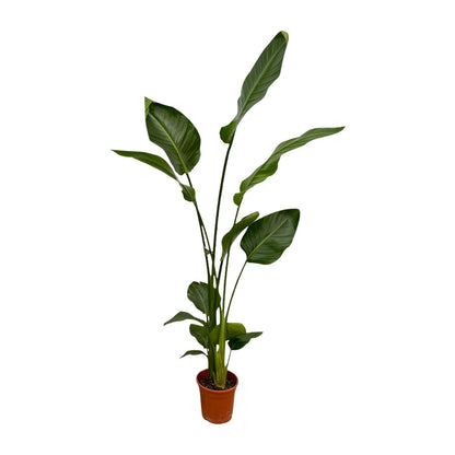2x Strelitzia Nicolai - 130 cm - Ø17 bei Pflanzfix24.de - Pflanzfix24.de
