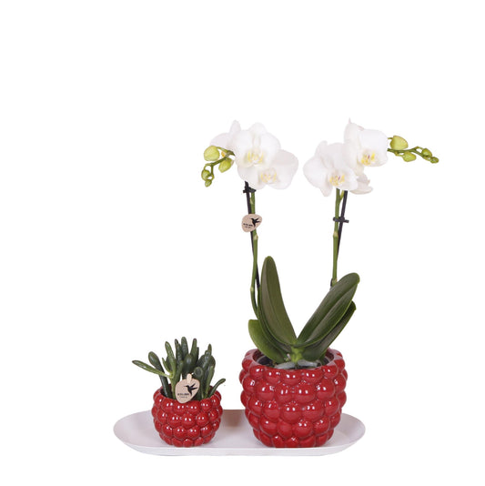 Orchideen & Rhipsalis Set auf Bambustablett – Pflanzfix24.de - Pflanzfix24.de