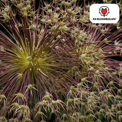 Allium schubertii 5 bollen - Pflanzfix24
