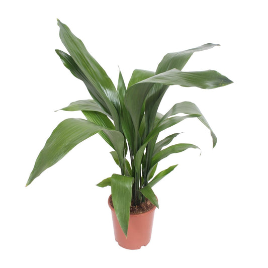 Aspidistra Elatior - Ø19cm - ↕80cm - Pflanzfix24