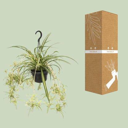Chlorophytum Comosum Variegatum - Ø14cm - ↕55cm - Pflanzfix24.de - Pflanzfix24.de