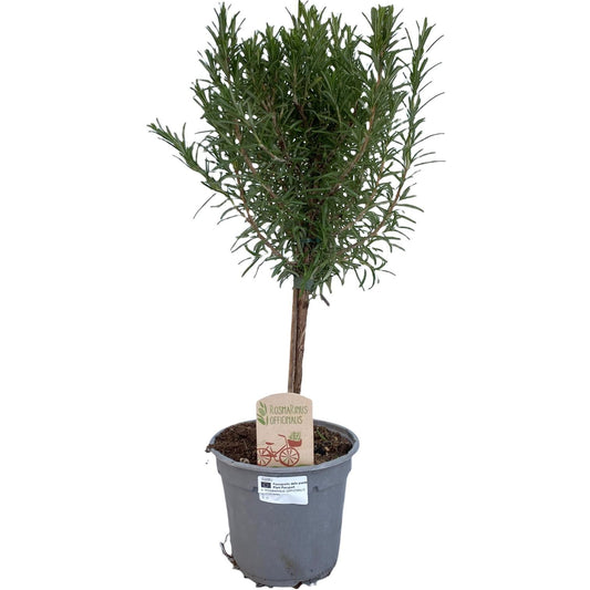 Rosmarinus Officinalis OP STAM Ø14cm – kompakter Strauch | Pflanzfix24.de - Pflanzfix24.de