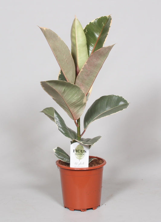 Ficus Elastica Tineke - Ø17cm - ↕60cm - pflanzfix24