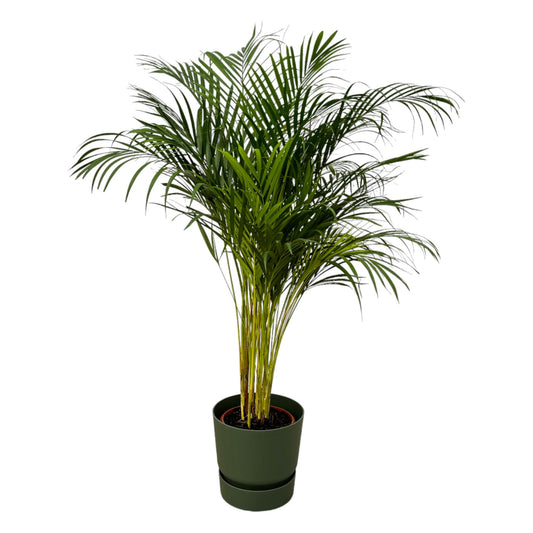 Areca Palm - 130cm - Ø24cm - elho Greenville Round groen D30xH28 - Pflanzfix24.de - Pflanzfix24.de
