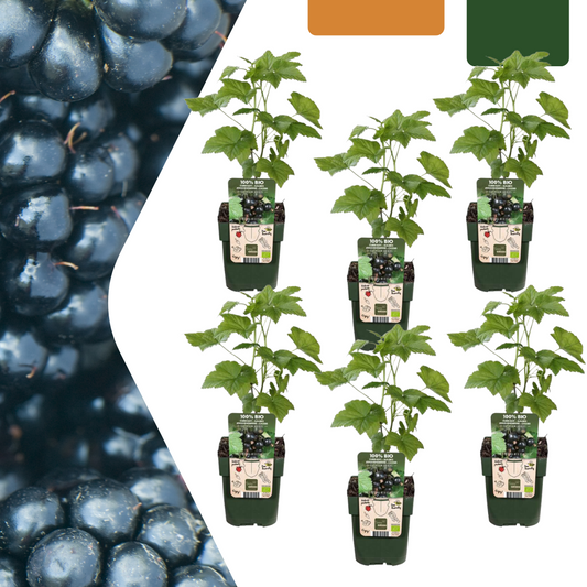 6x Bio-Brombeerpflanzen Ø13cm – Rubus fruticosus | Pflanzfix24