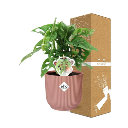 Monstera ‚Monkey Leaf‘ im ELHO Fold 14cm Topf rosa | Pflanzfix24
