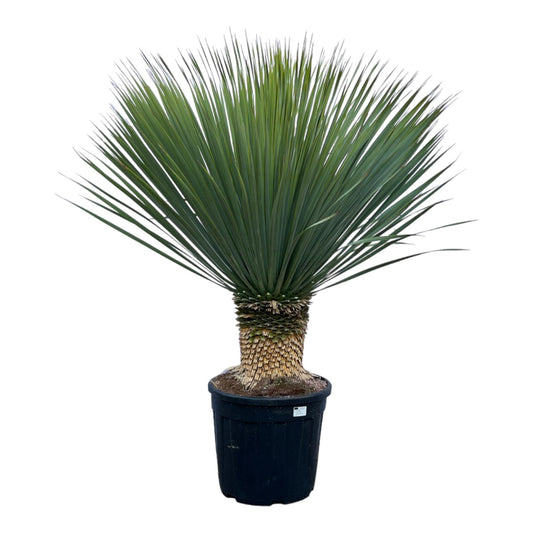 Yucca Rostrata 140 cm Topf Ø45 cm – Robust & Elegant | Pflanzfix24