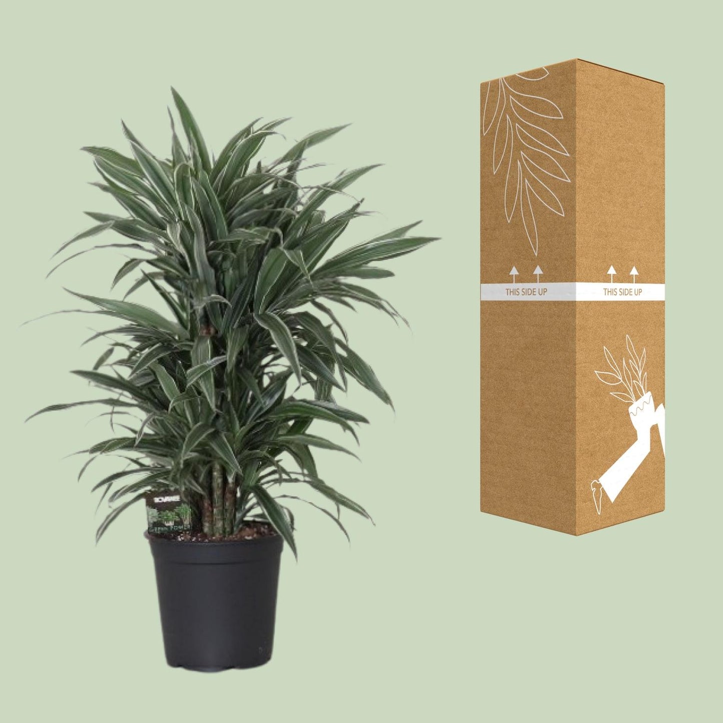 Dracaena Frag. Warneckei - Ø24cm - ↕100cm - Pflanzfix24