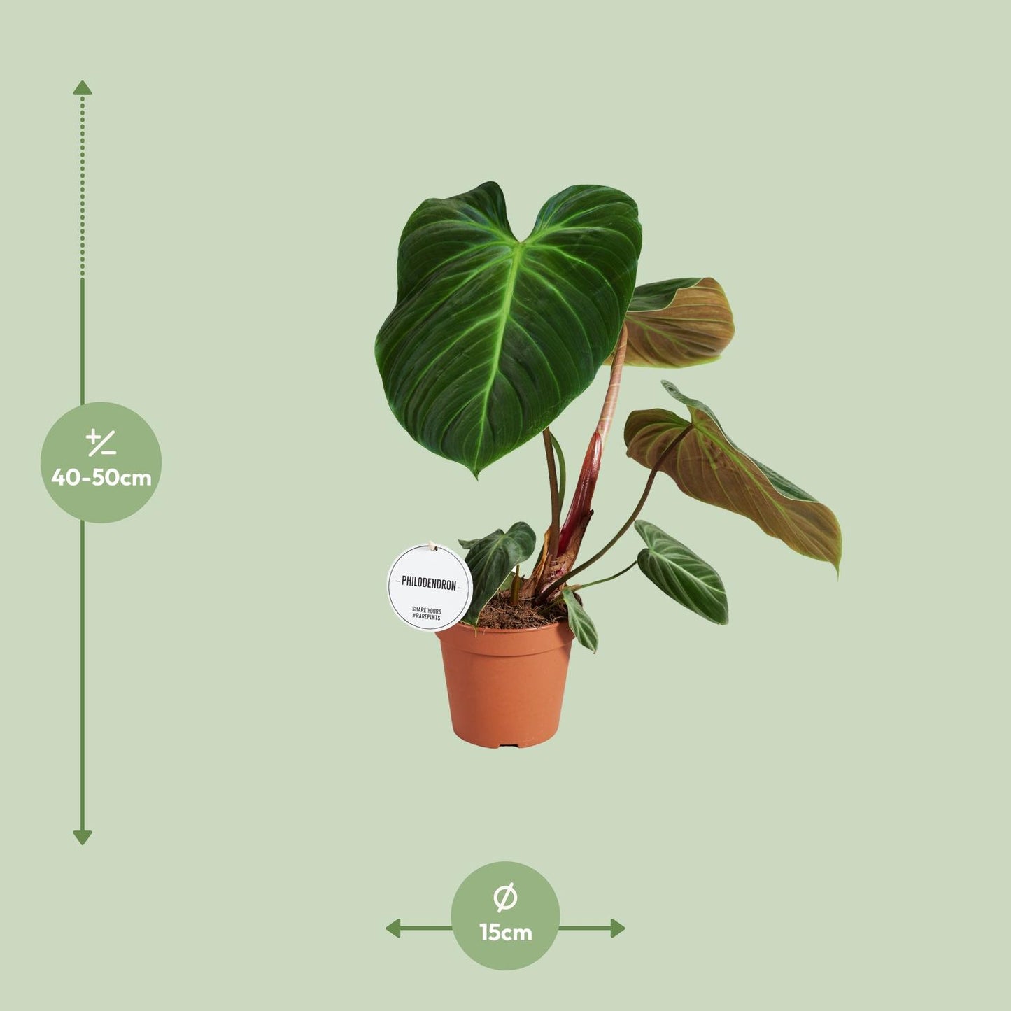 Philodendron El Choco Red - Ø15cm - ↕50cm - Pflanzfix24