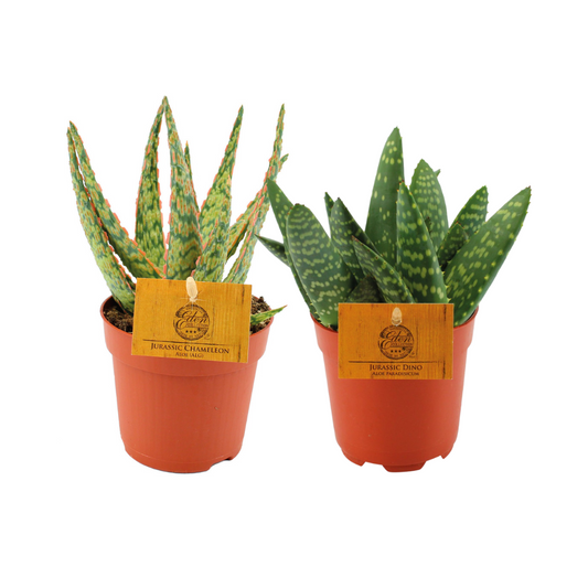 Aloe Duo - 2 Stücke - Ø10,5cm - ↕15cm bei Pflanzfix24.de - Pflanzfix24.de