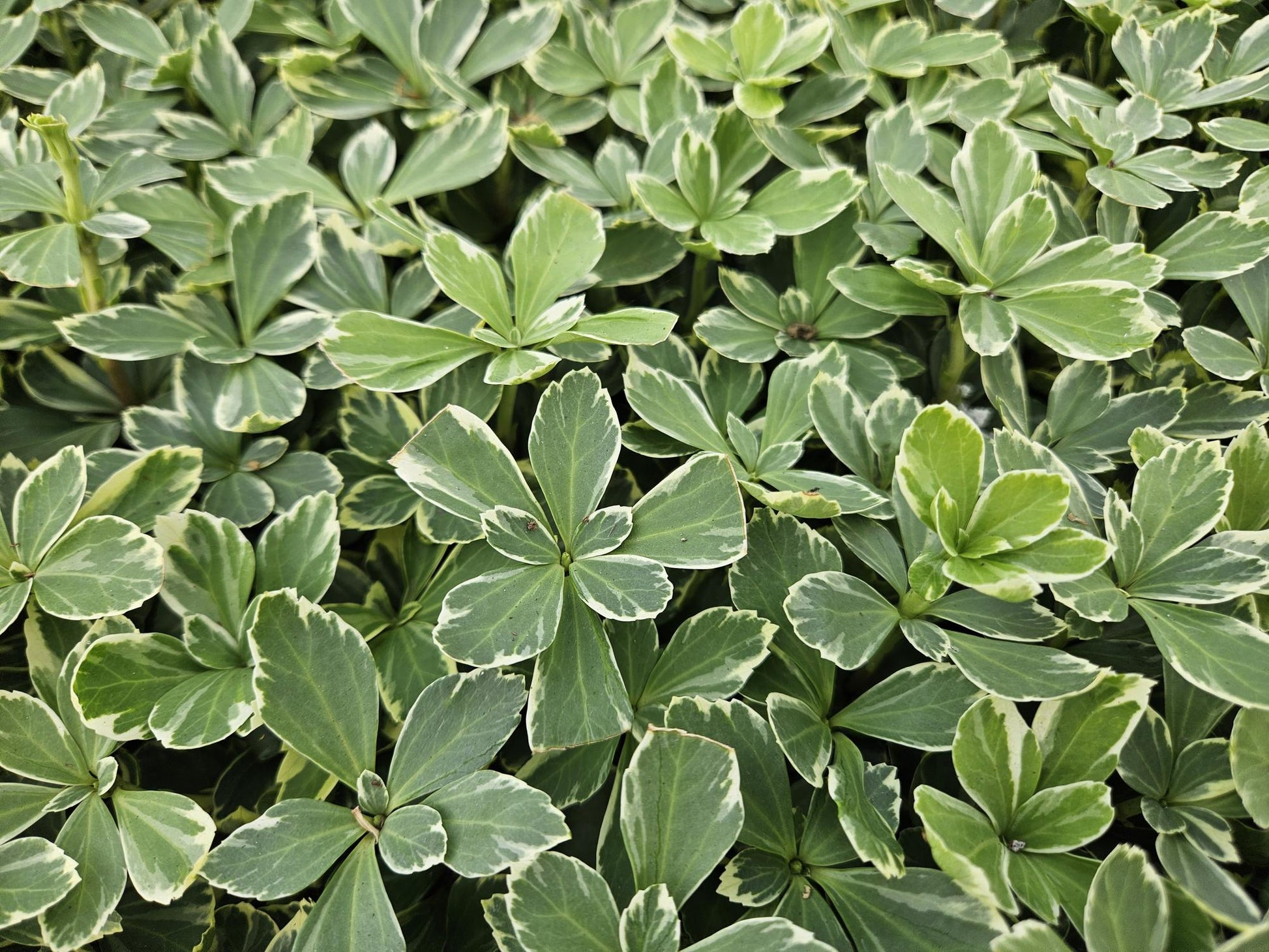 12x Pachysandra 'Variegata' – bunter Bodendecker immergrün | Pflanzfix24.de - Pflanzfix24.de