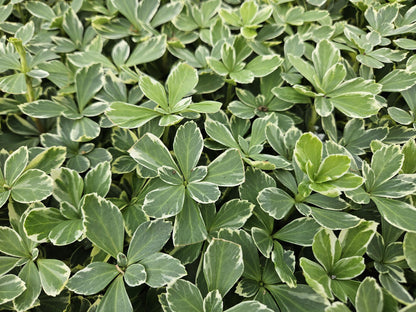 12x Pachysandra 'Variegata' – bunter Bodendecker immergrün | Pflanzfix24.de - Pflanzfix24.de