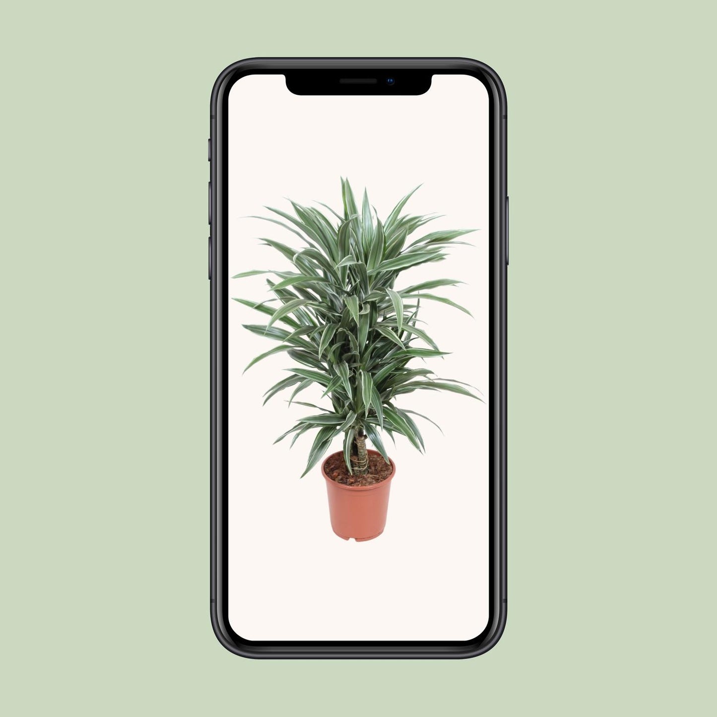 Dracaena Warneckei - Pflanzfix24