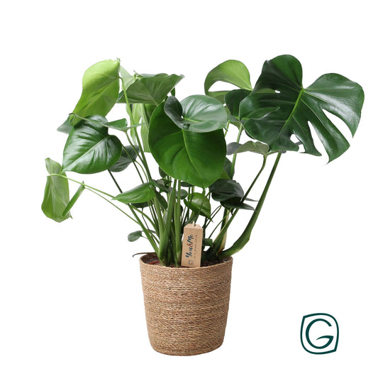 Monstera In Natural Basket - Ø21cm - ↕60cm - Pflanzfix24