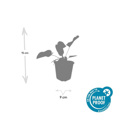 12x Phlomis russeliana winterharte Staude Ø9cm – Pflanzfix24.de - Pflanzfix24.de