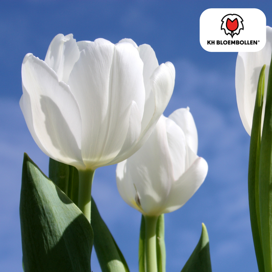 Tulpenbollen Catherina – 20 Stuks | KH Bloembollen® | Zuiver Witte Tulp - Pflanzfix24