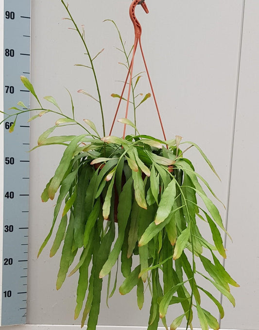 Rhipsalis Red Coral - Ø20cm - ↕50cm - Pflanzfix24