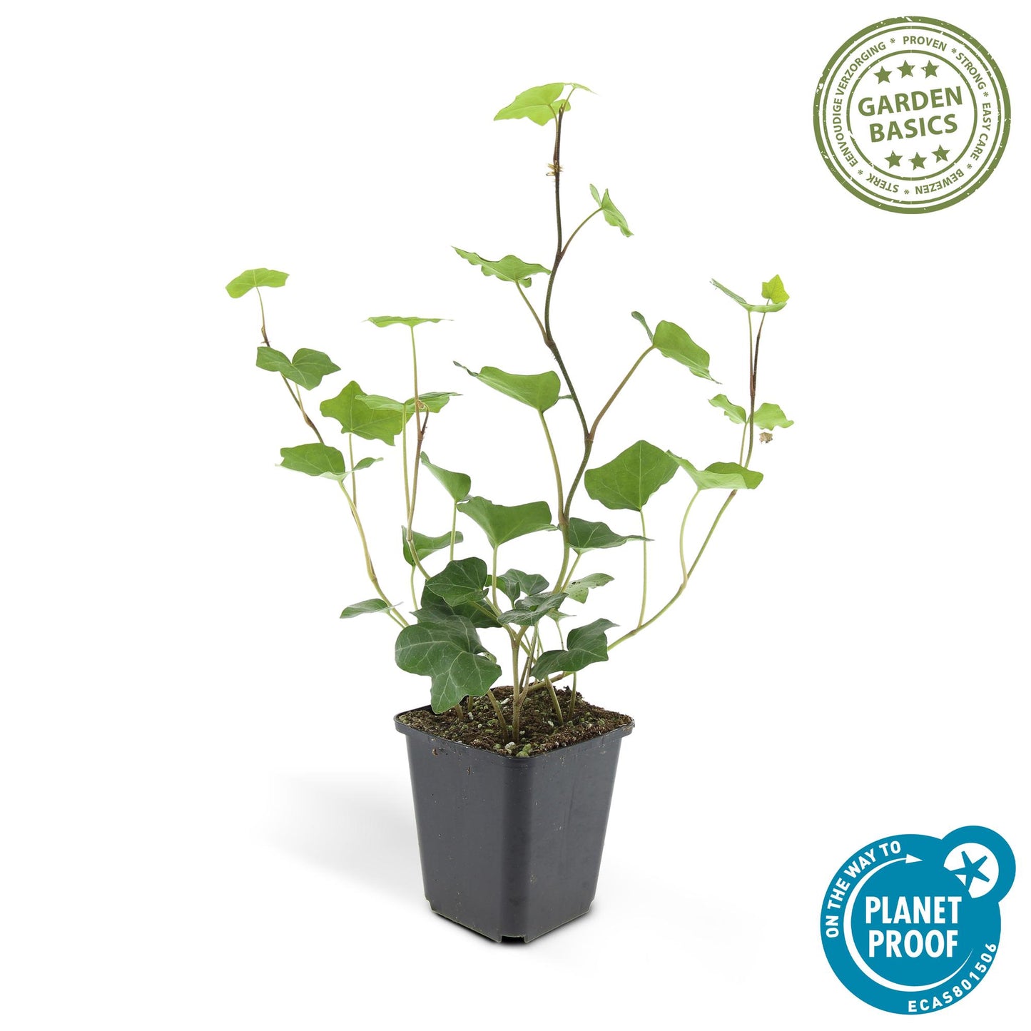 24x Hedera Hibernica - ↕10-25cm - Ø9cm - Pflanzfix24