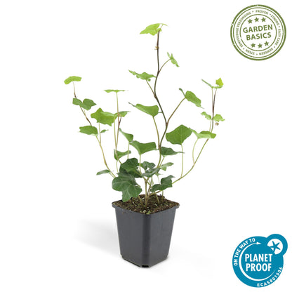 24x Hedera Hibernica - ↕10-25cm - Ø9cm - Pflanzfix24