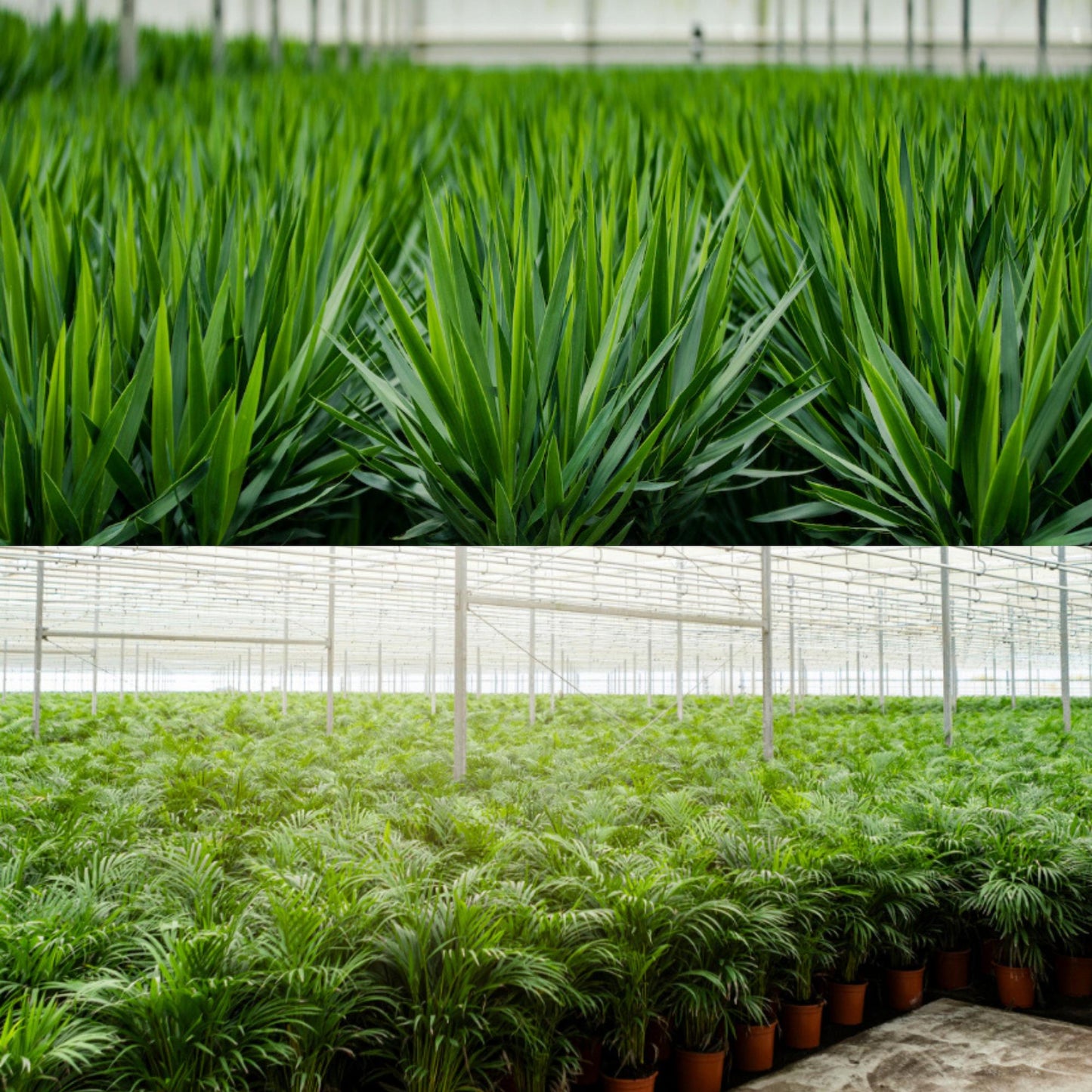 Areca & Yucca Zimmerpflanzen Set - 130cm & 100cm - Pflanzfix24