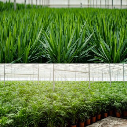 Areca & Yucca Zimmerpflanzen Set - 130cm & 100cm - Pflanzfix24