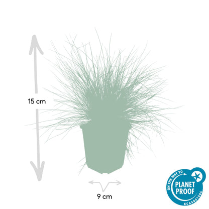 40x Festuca glauca 'Elijah Bleu' 10-25cm Ø9cm Ziergras | Pflanzfix24