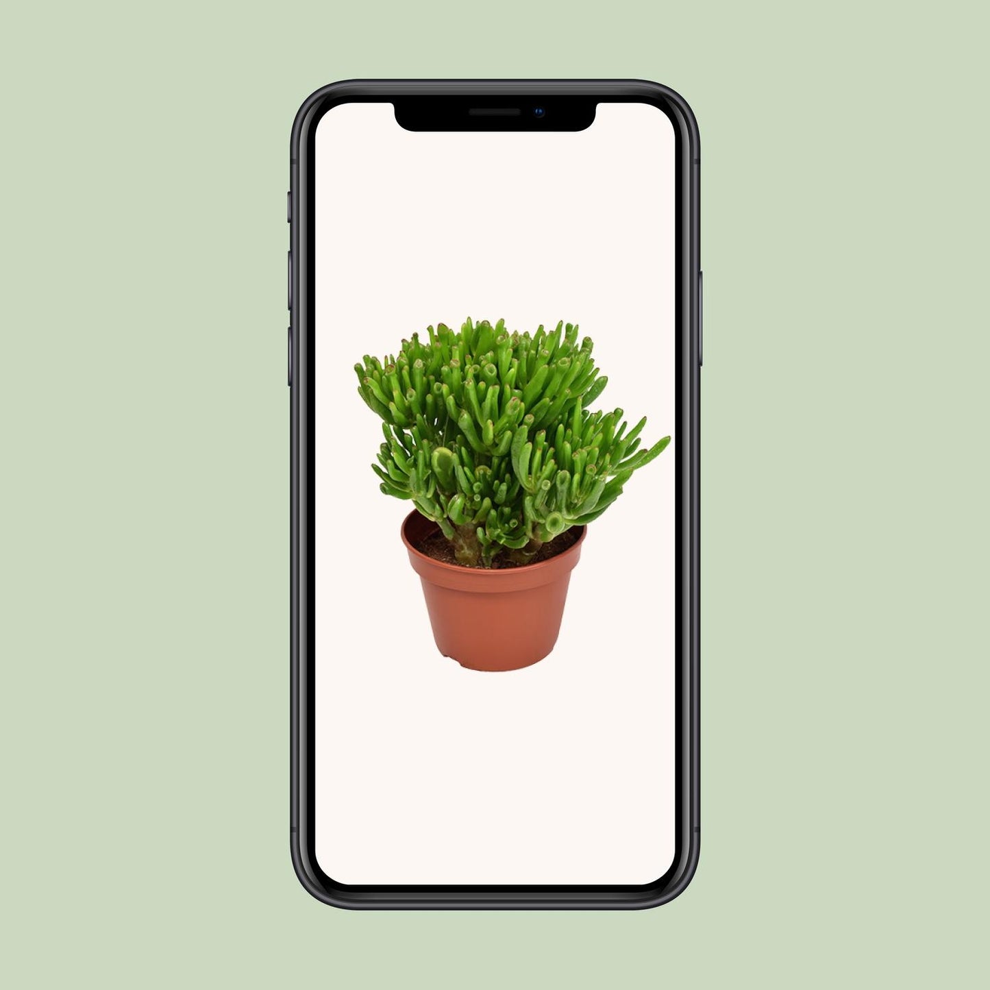 Crassula Hobbit - Ø15cm - ↕21cm - Pflanzfix24
