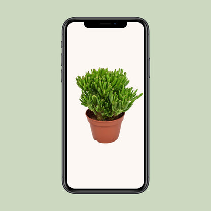 Crassula Hobbit - Ø15cm - ↕21cm - Pflanzfix24