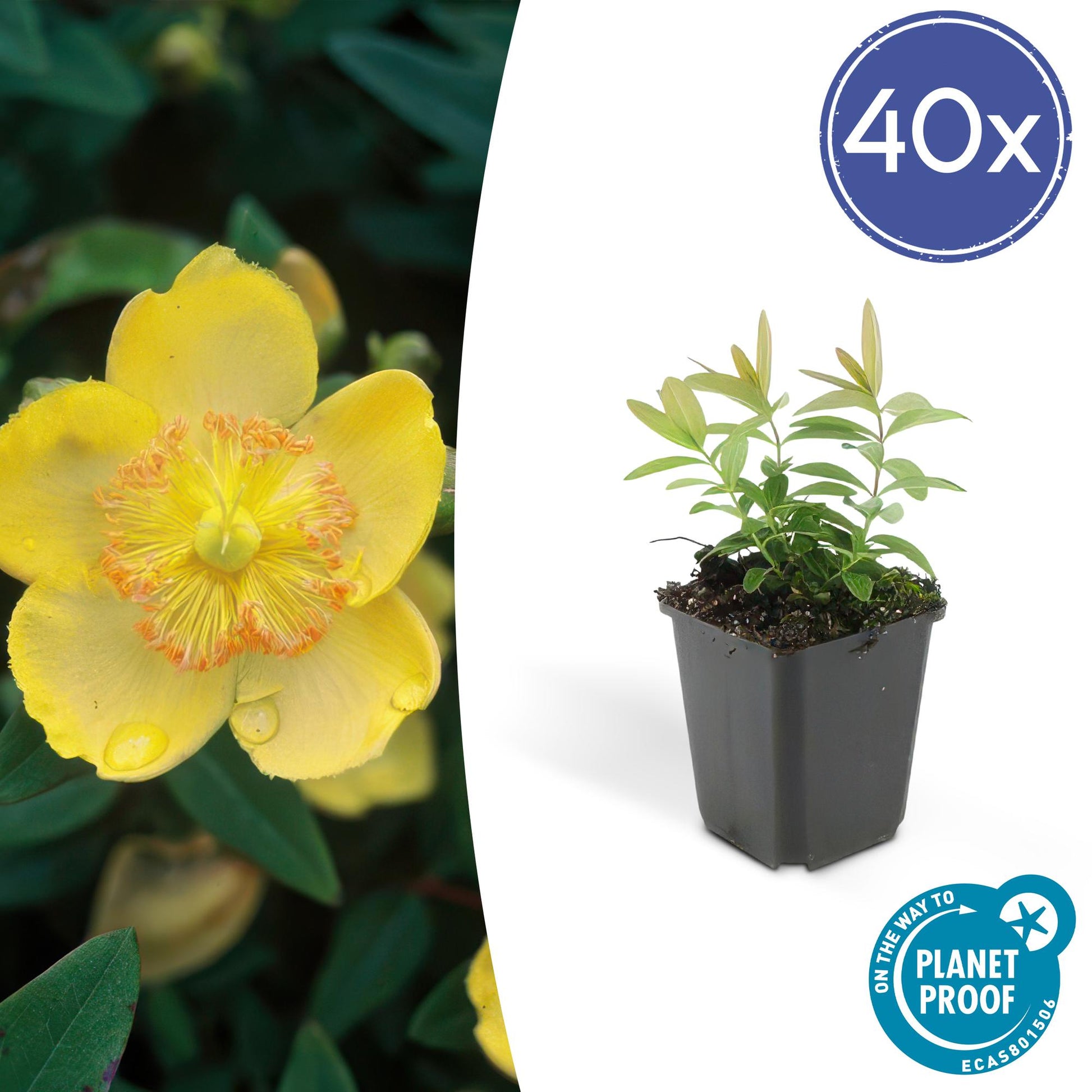 40x Hypericum calycinum - Bodendecker-Pflanze - Pflanzfix24.de - Pflanzfix24.de