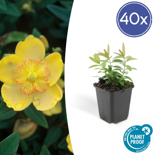40x Hypericum calycinum - Bodendecker-Pflanze - Pflanzfix24.de - Pflanzfix24.de